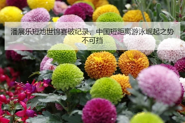 潘展乐短池世锦赛破纪录，中国短距离游泳崛起之势不可挡